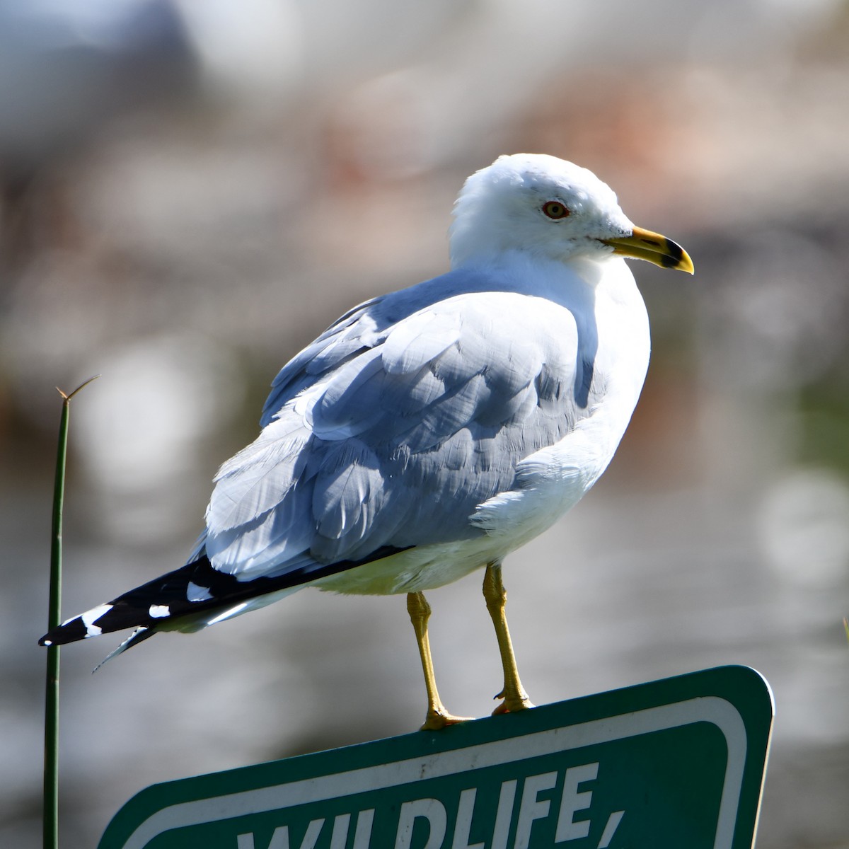 Ring-billed Gull - ML615316980