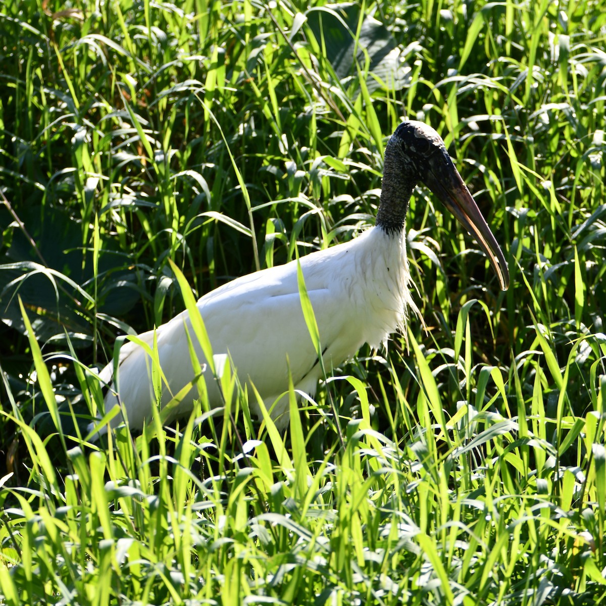 Wood Stork - ML615316983