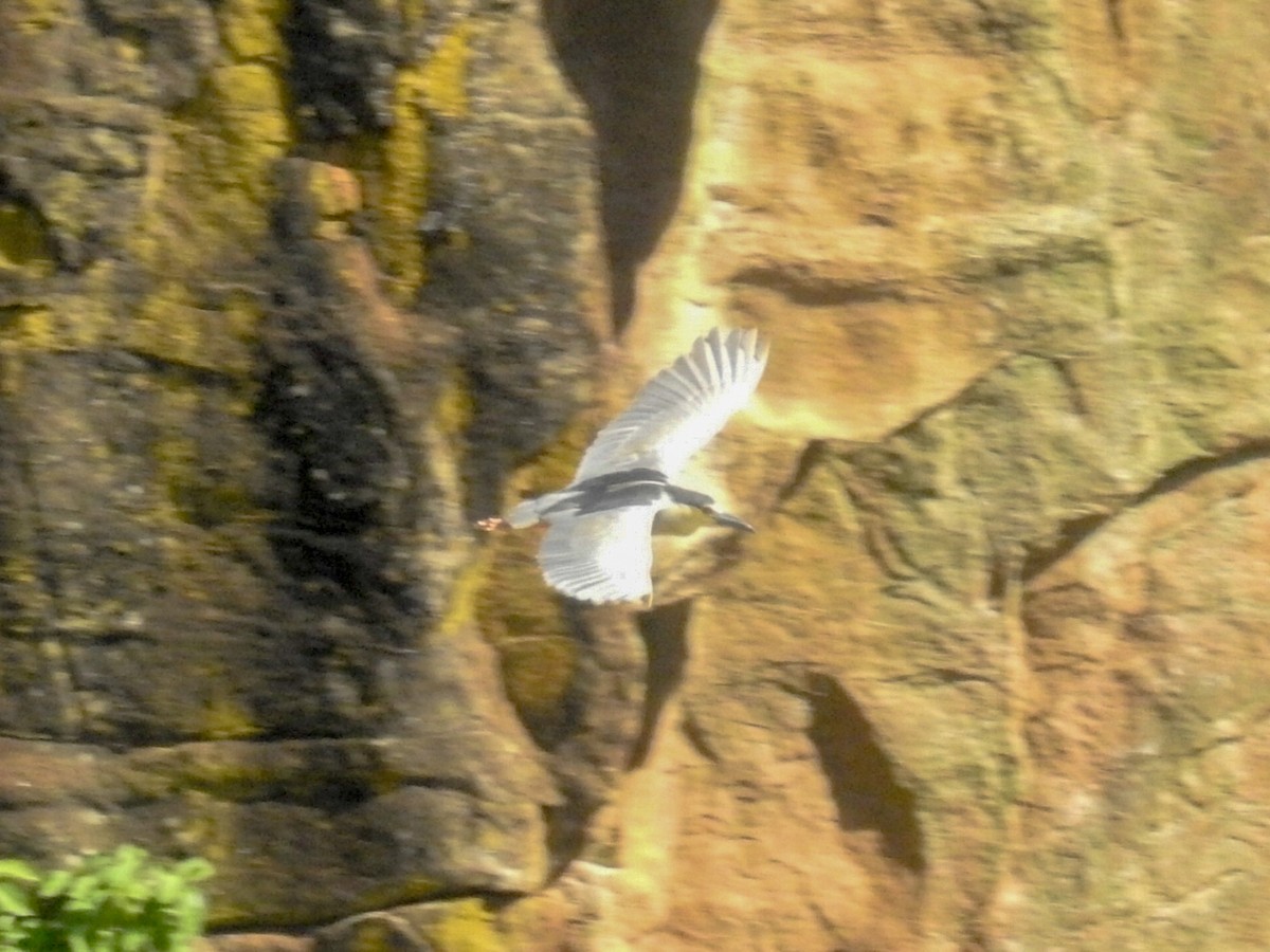 Black-crowned Night Heron - ML615316988