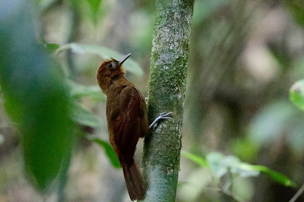 Ruddy Woodcreeper - ML615317064