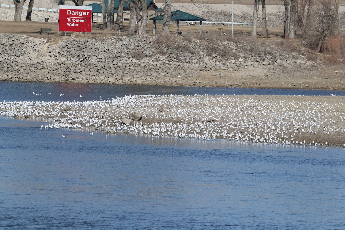 Ring-billed Gull - ML615317101