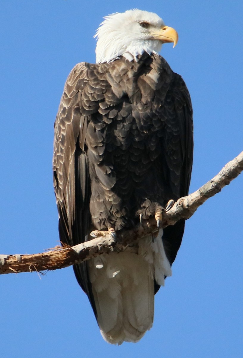 Bald Eagle - ML615317166