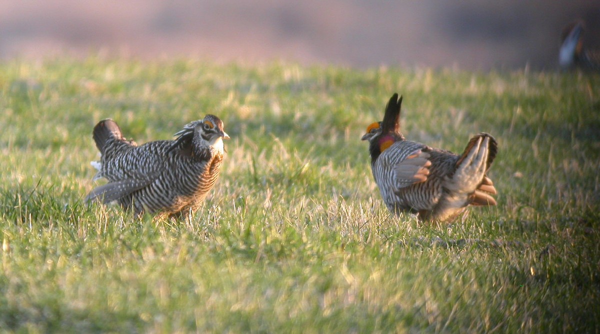 Greater Prairie-Chicken - ML615317243