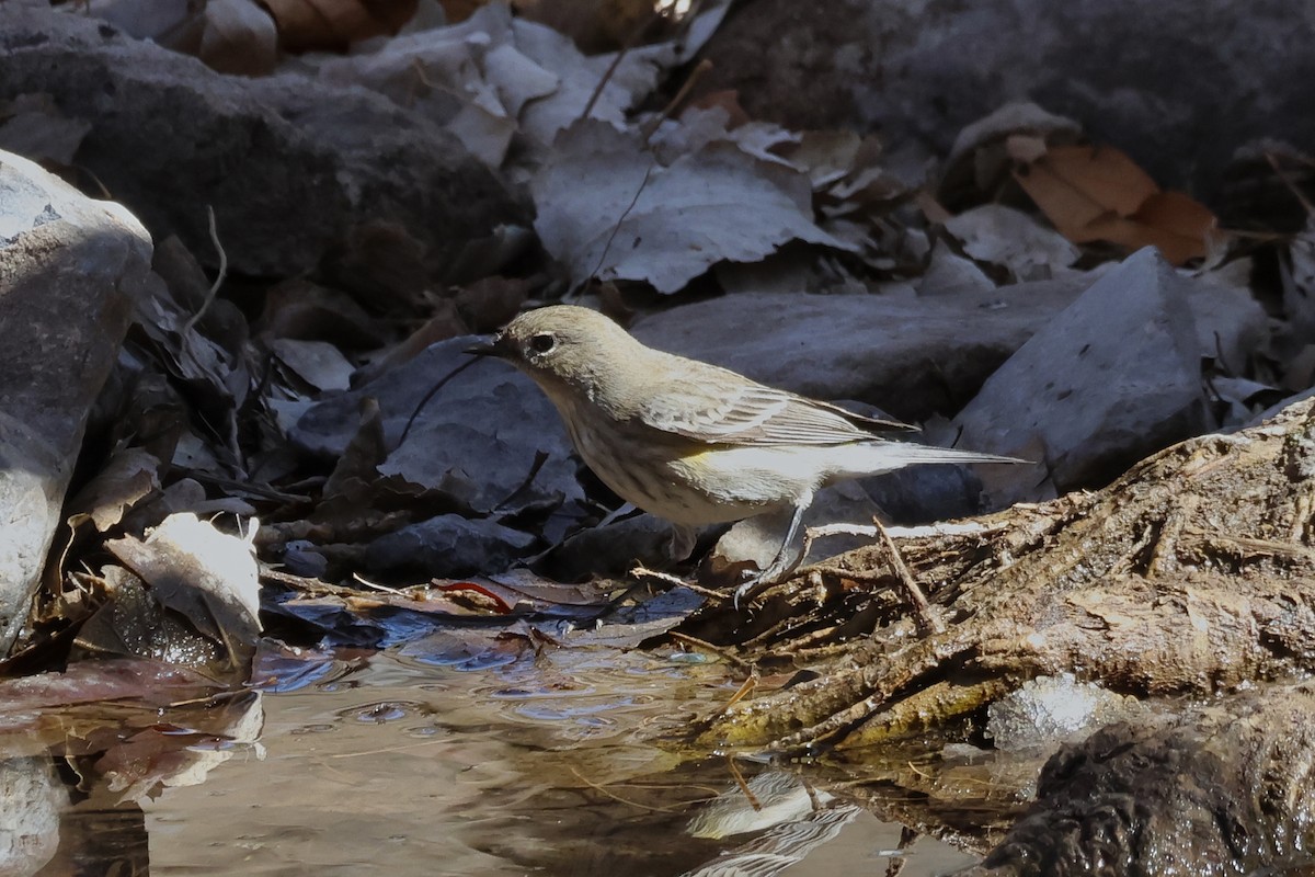 Yellow-rumped Warbler - ML615317270