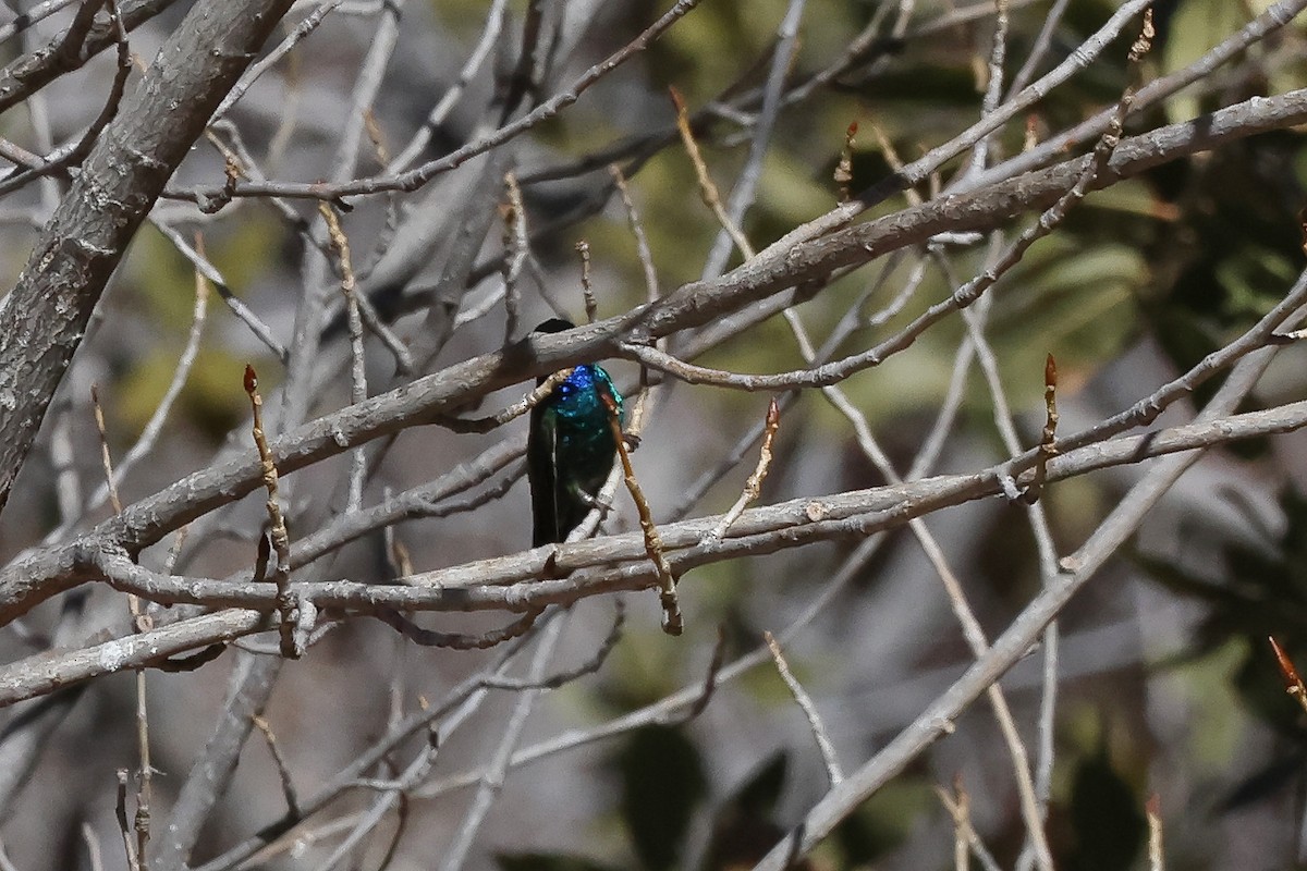 Colibrí Piquiancho Común - ML615317279