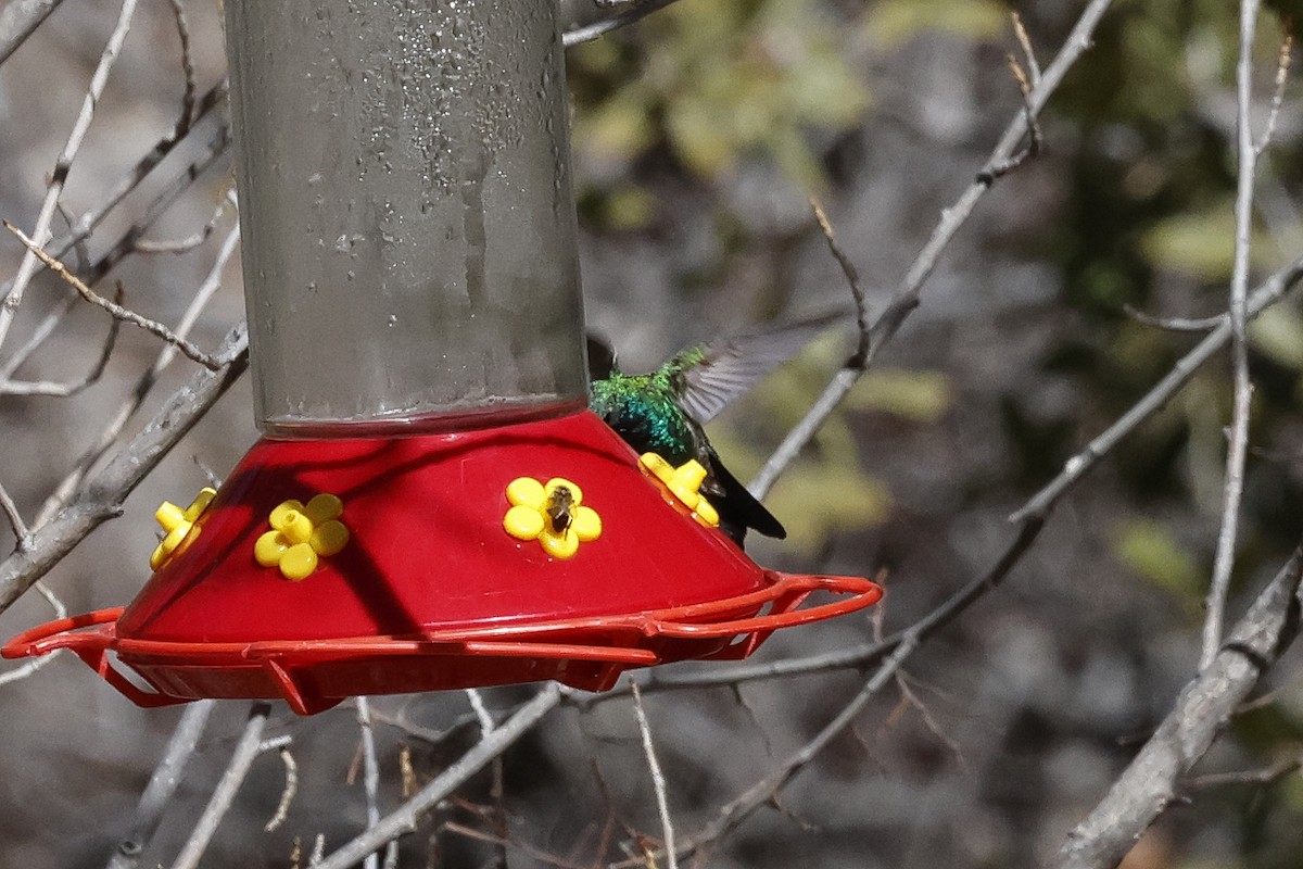 Broad-billed Hummingbird - ML615317352