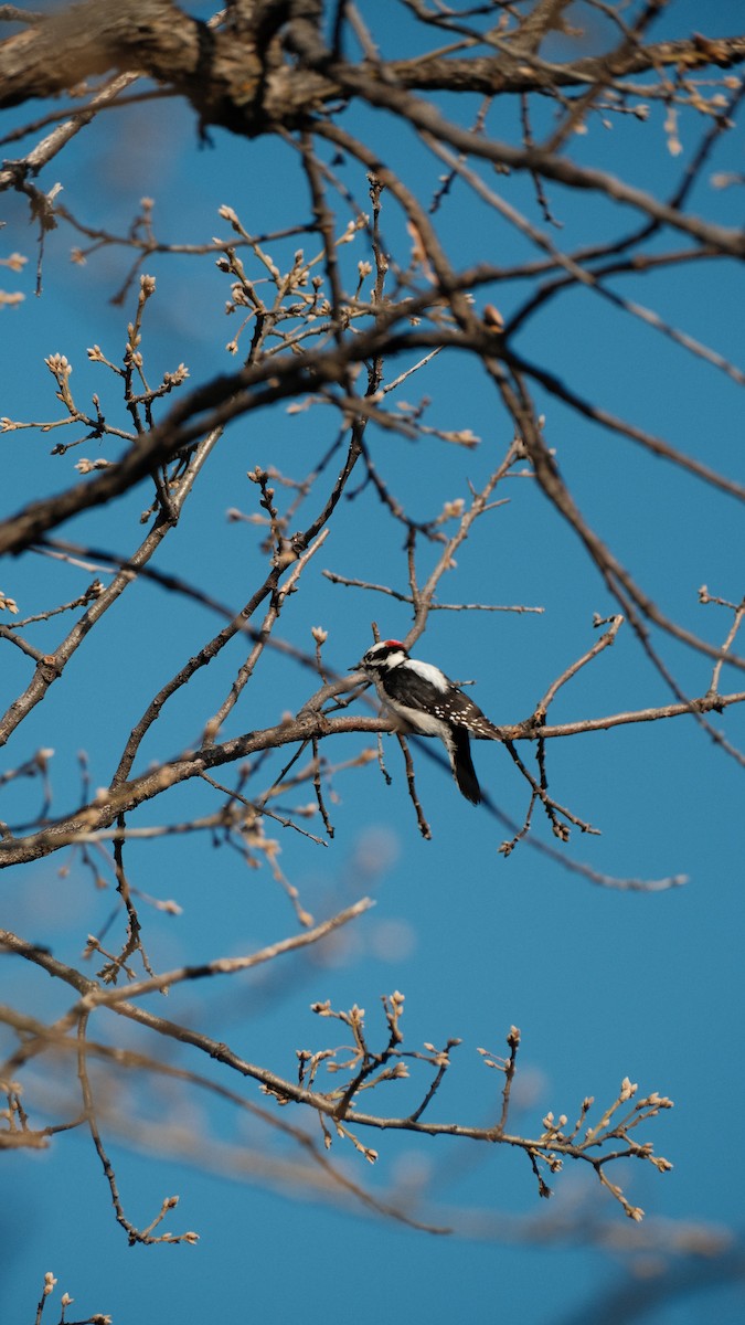 Downy Woodpecker - ML615317360