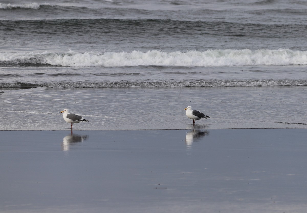 Gaviota Occidental - ML615317387