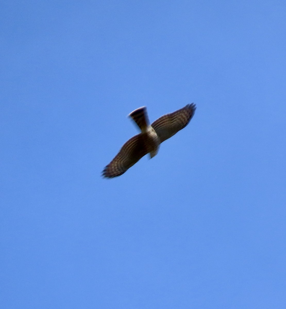 Sharp-shinned Hawk - ML615317468