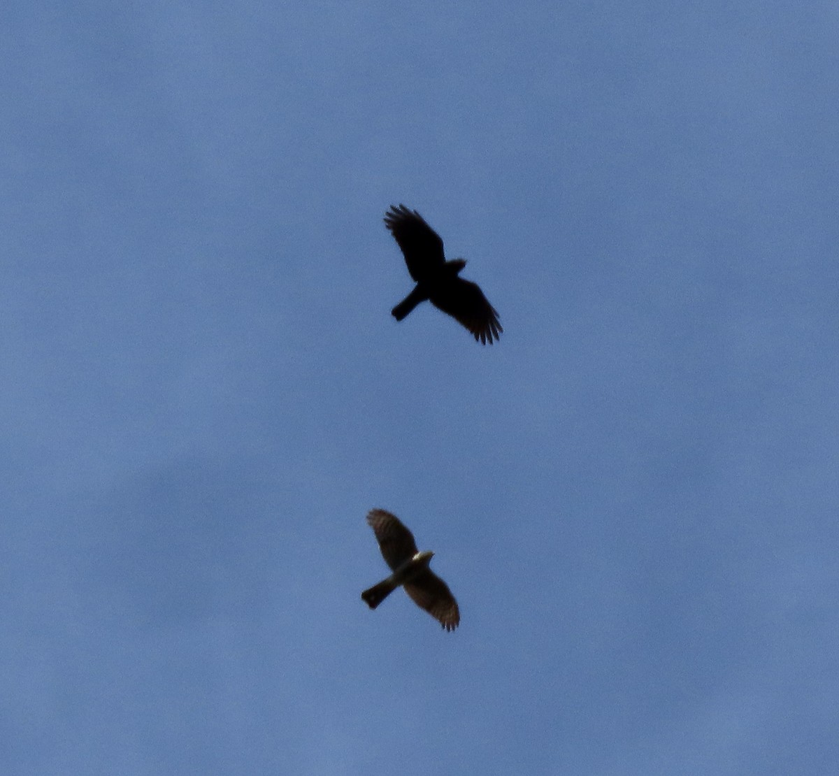 Sharp-shinned Hawk - ML615317493