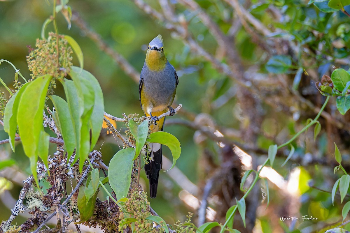 Long-tailed Silky-flycatcher - Frédéric WECKSTEEN