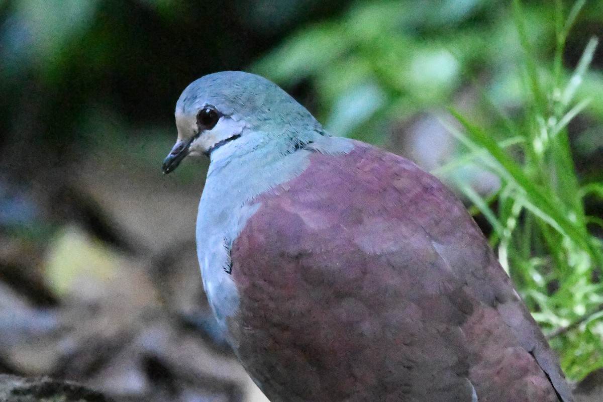 Buff-fronted Quail-Dove - ML615317505
