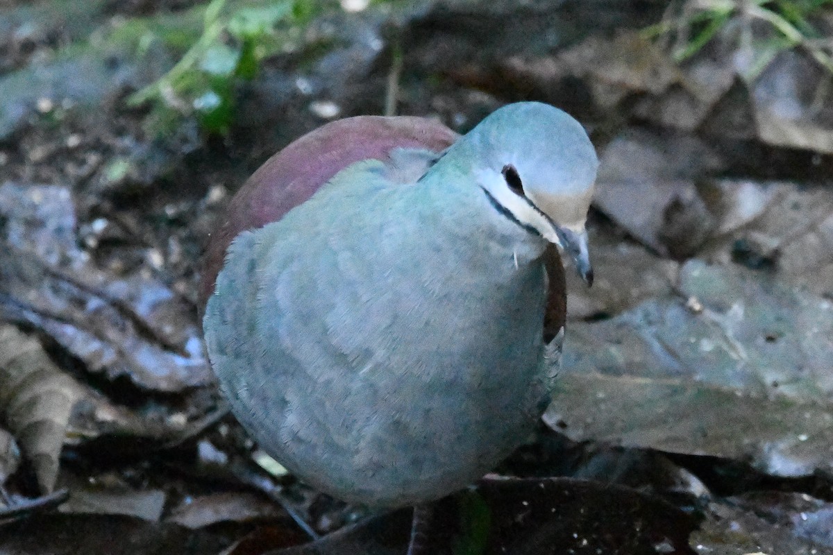 Buff-fronted Quail-Dove - ML615317509