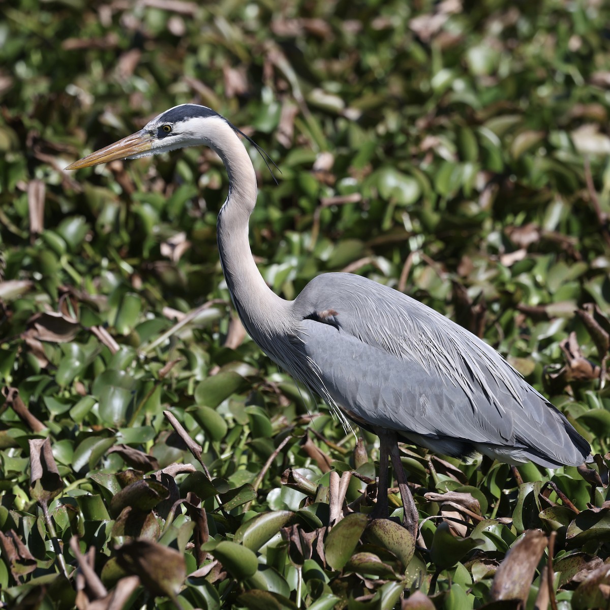 Great Blue Heron - ML615317510