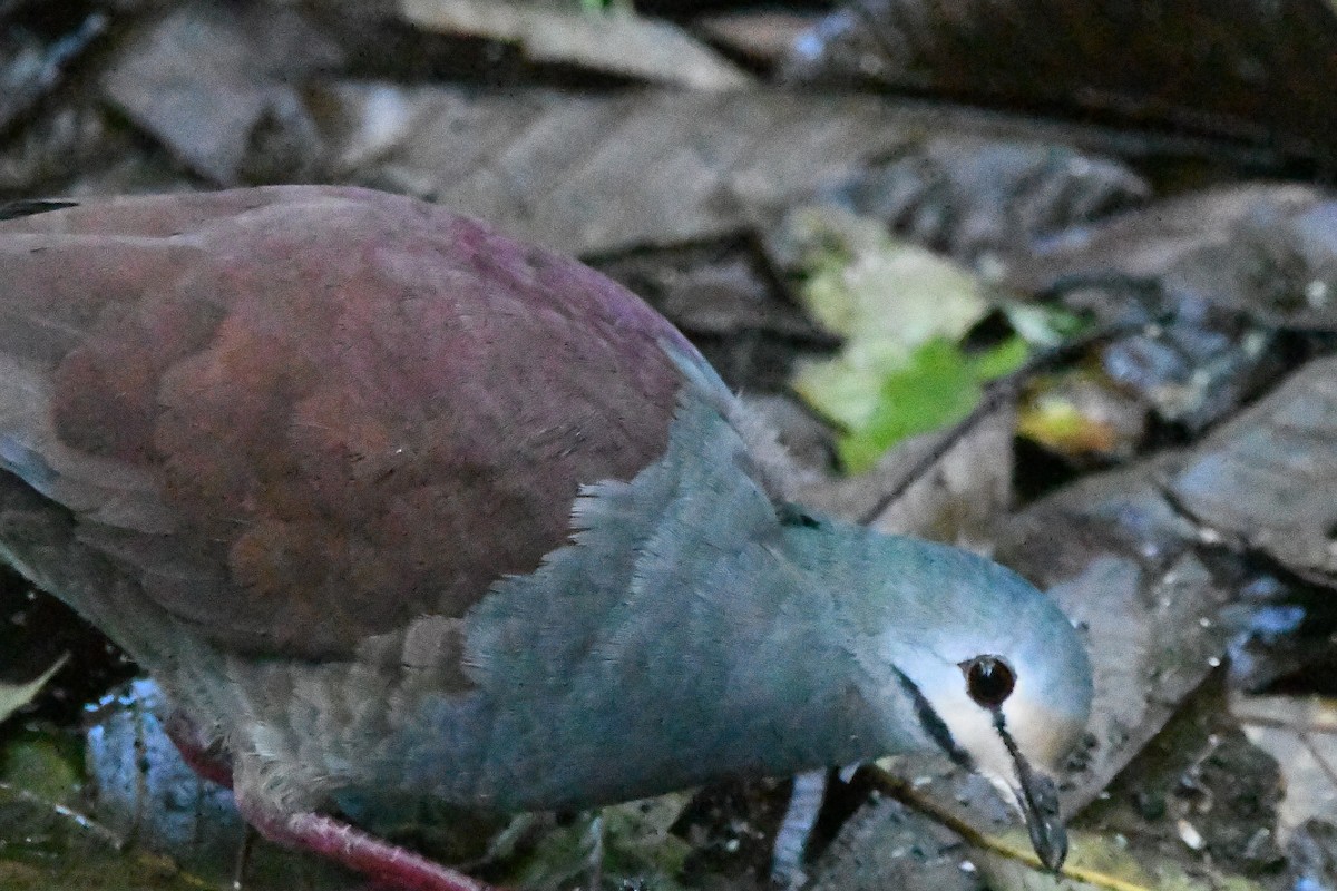 Buff-fronted Quail-Dove - ML615317511