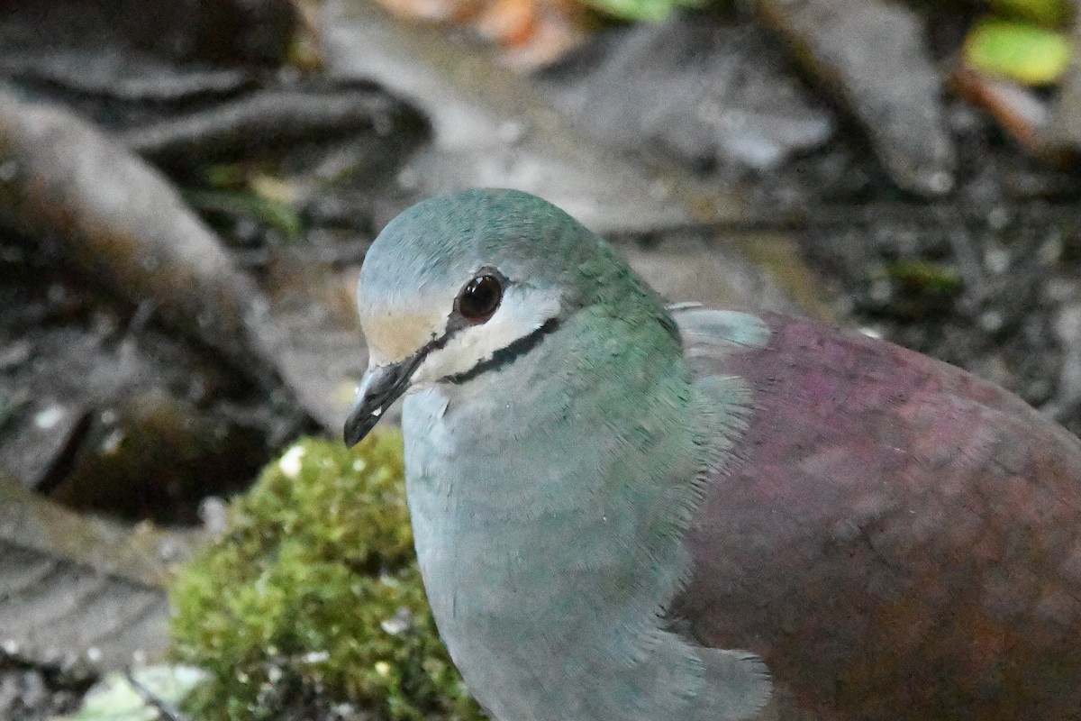 Buff-fronted Quail-Dove - ML615317512
