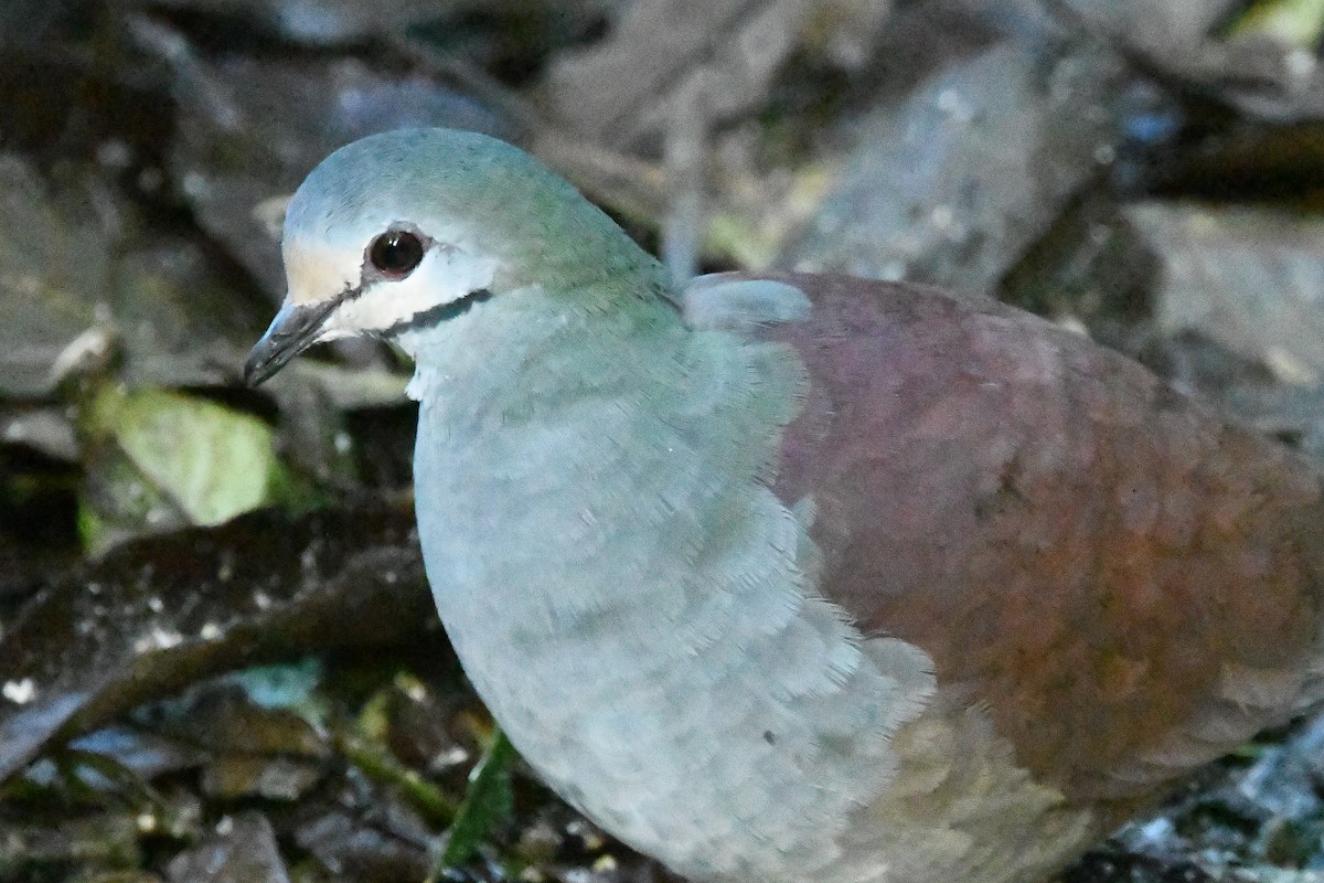 Buff-fronted Quail-Dove - ML615317514