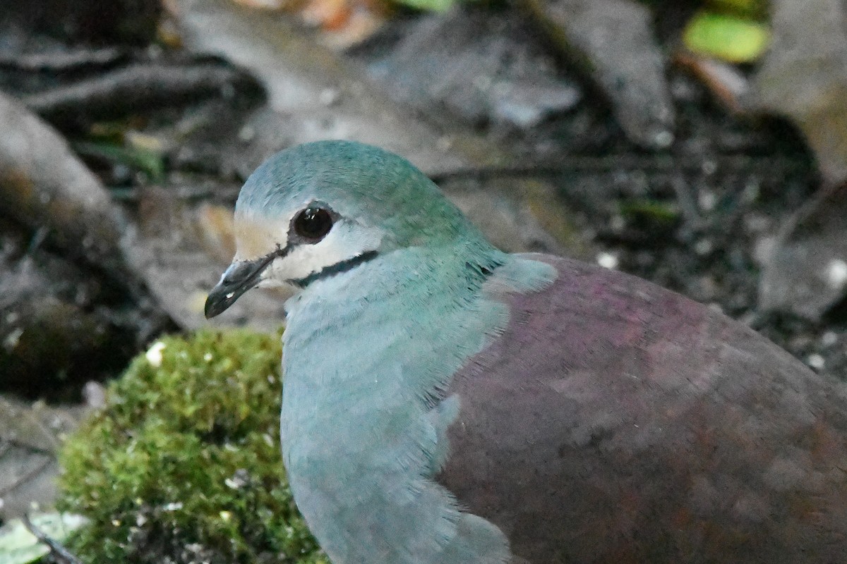 Buff-fronted Quail-Dove - ML615317515