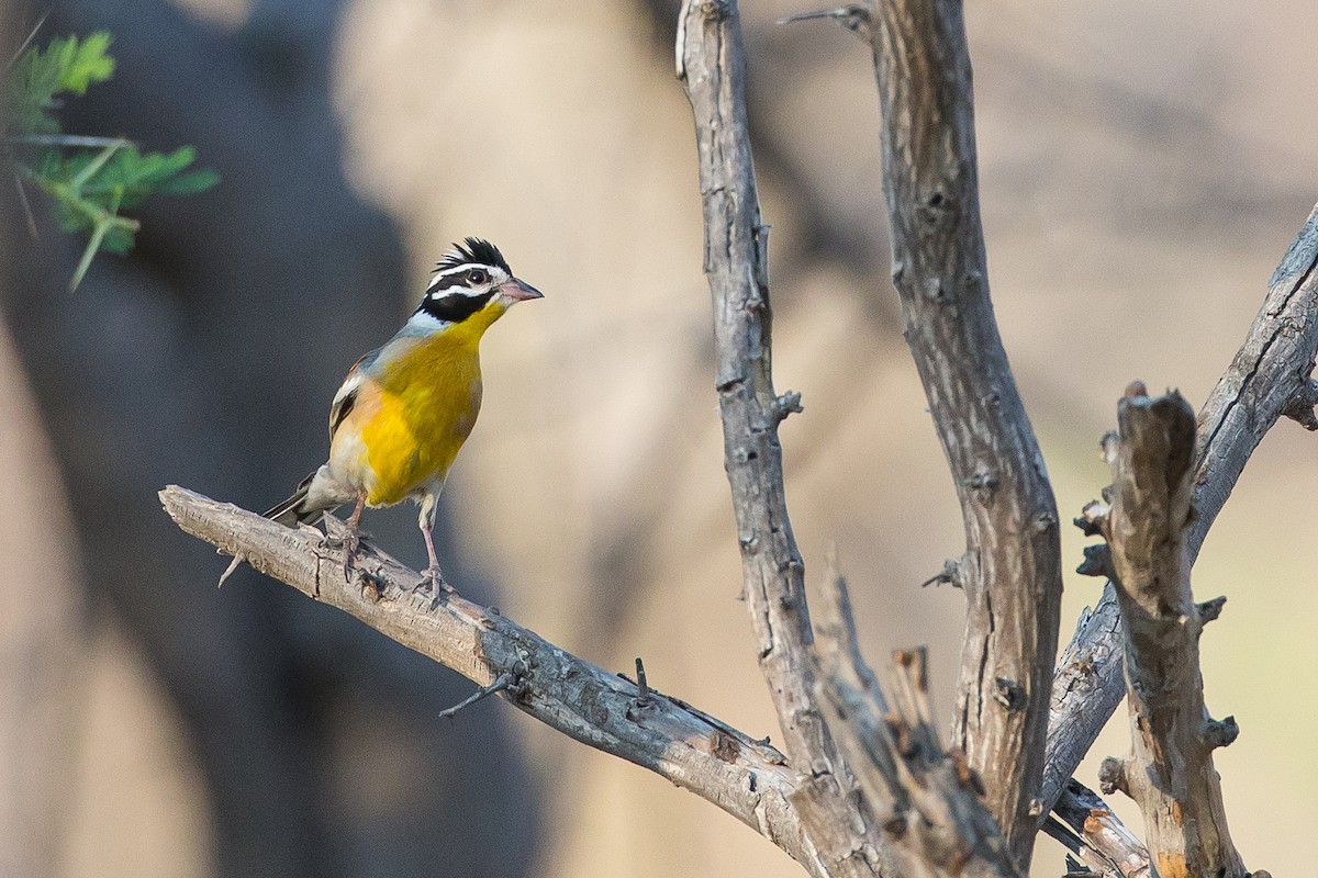 Golden-breasted Bunting - ML615317516