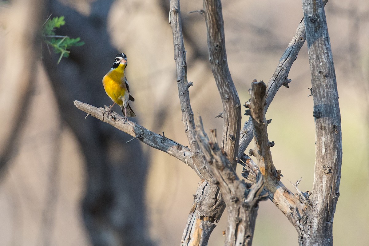 Golden-breasted Bunting - ML615317517