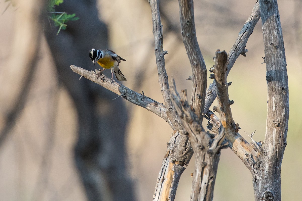 Golden-breasted Bunting - ML615317518