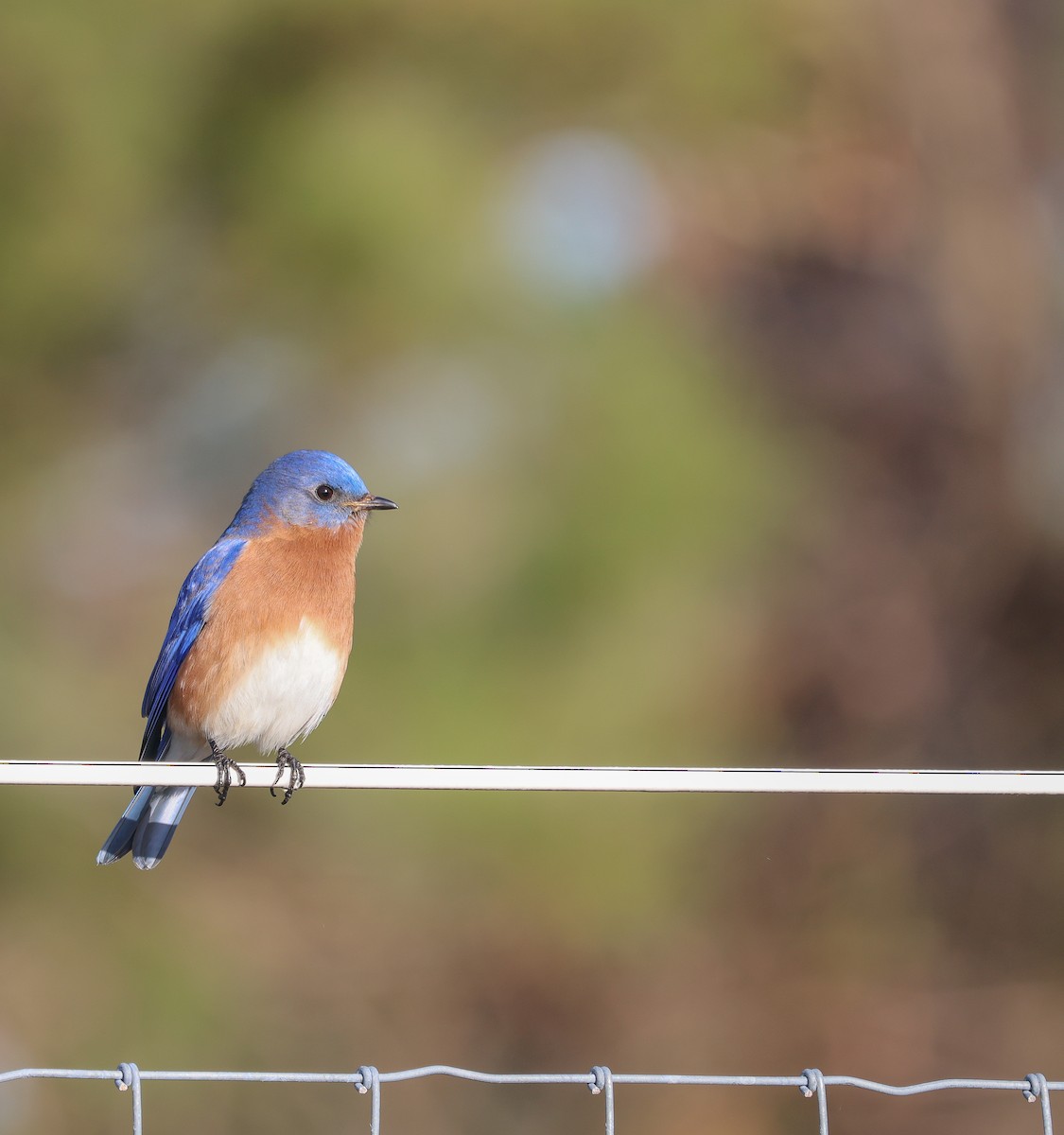 Eastern Bluebird - ML615317519