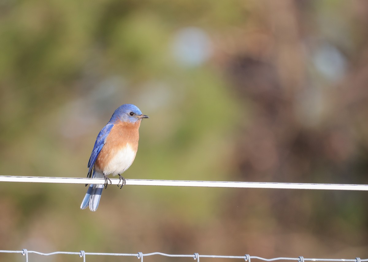 Eastern Bluebird - ML615317524