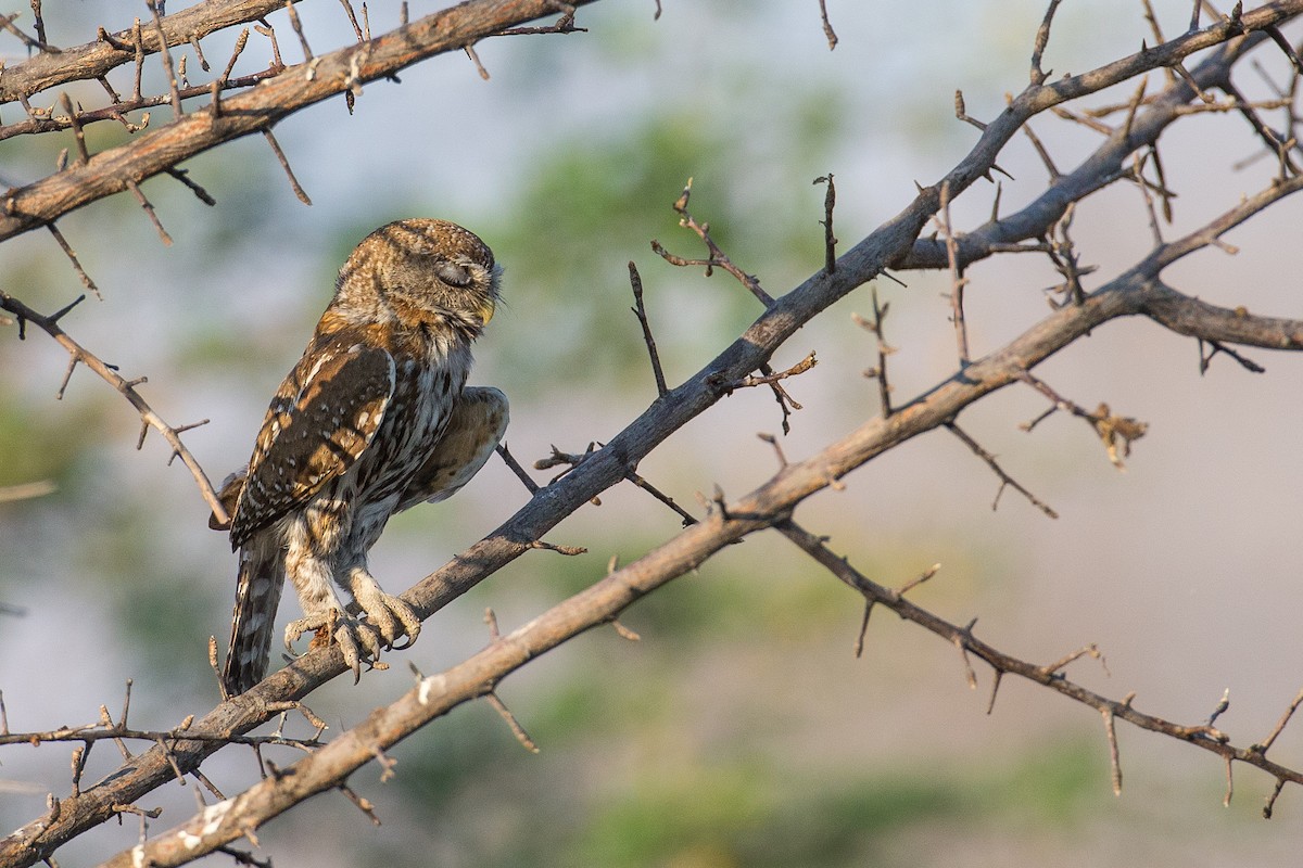 Pearl-spotted Owlet - ML615317532