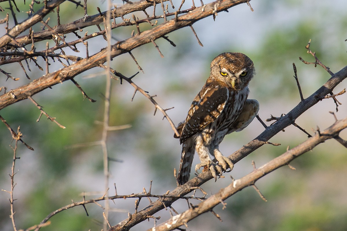 Pearl-spotted Owlet - ML615317533
