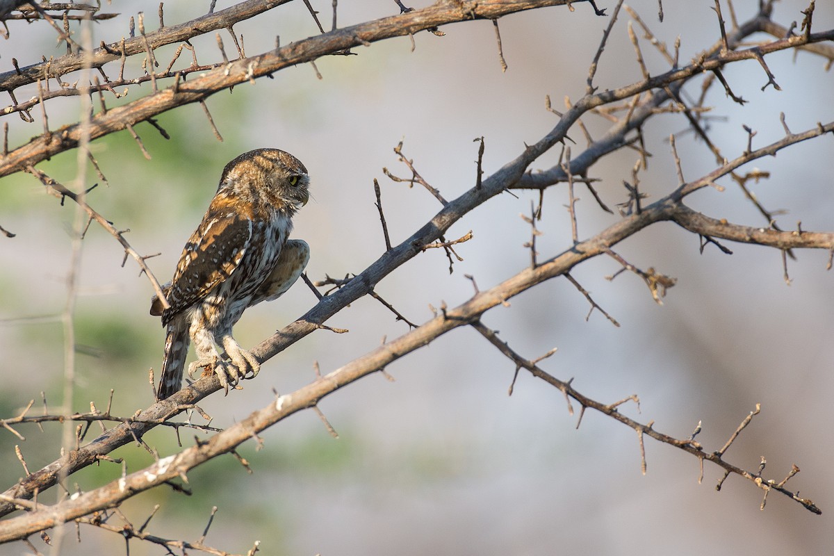 Pearl-spotted Owlet - ML615317534