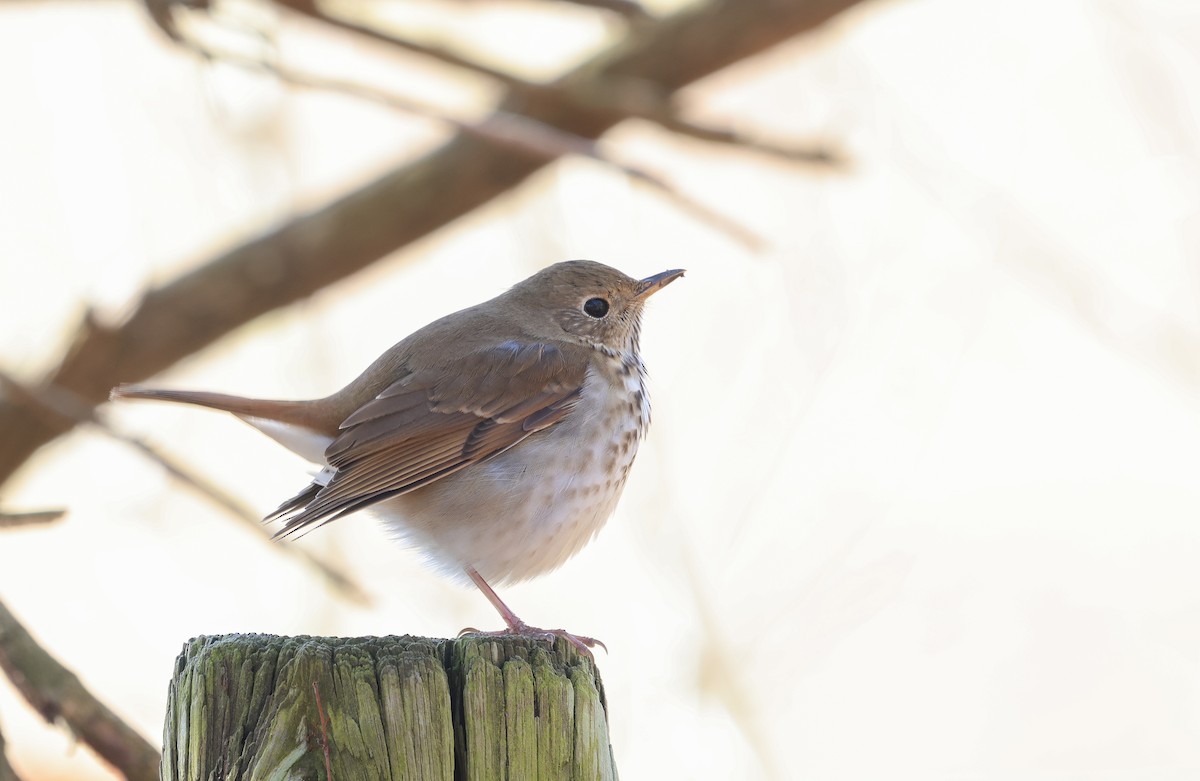 Hermit Thrush - ML615317535