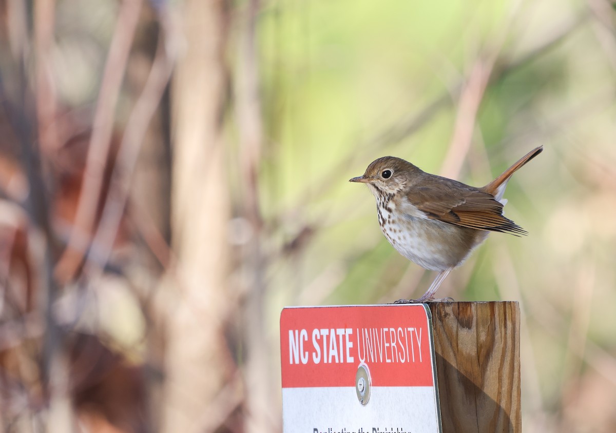 Hermit Thrush - ML615317537