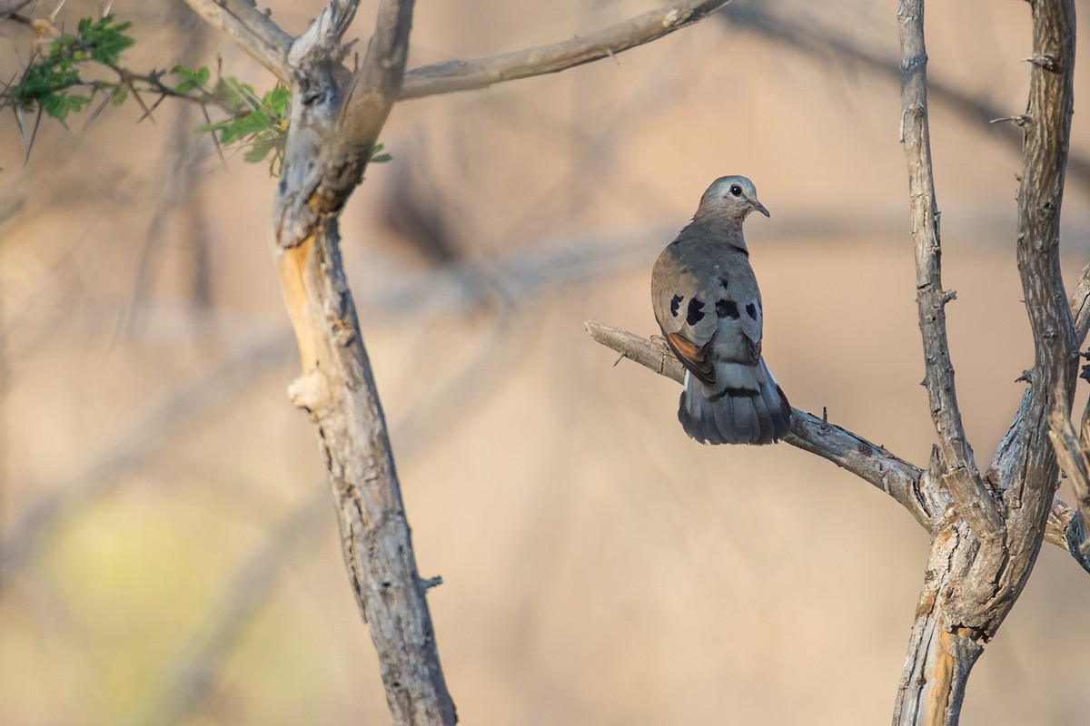 Emerald-spotted Wood-Dove - ML615317541