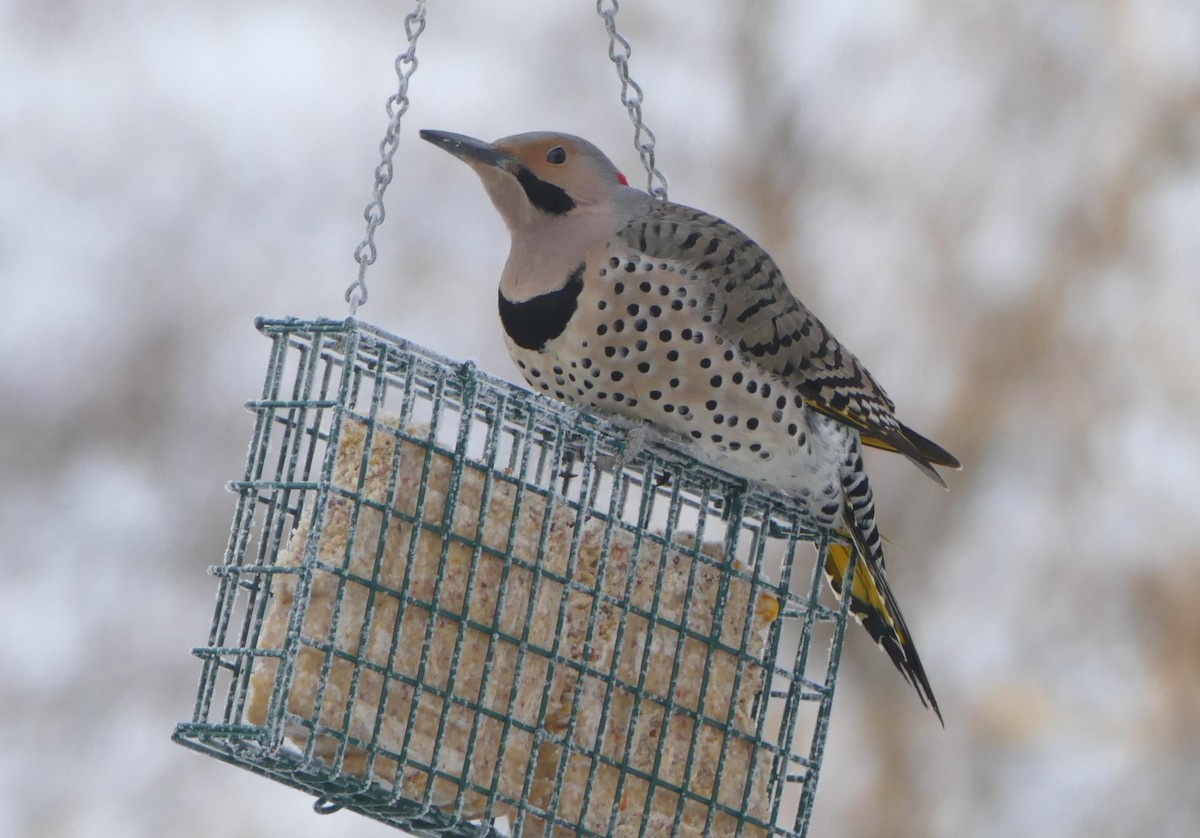 Northern Flicker - Jacques Brisson