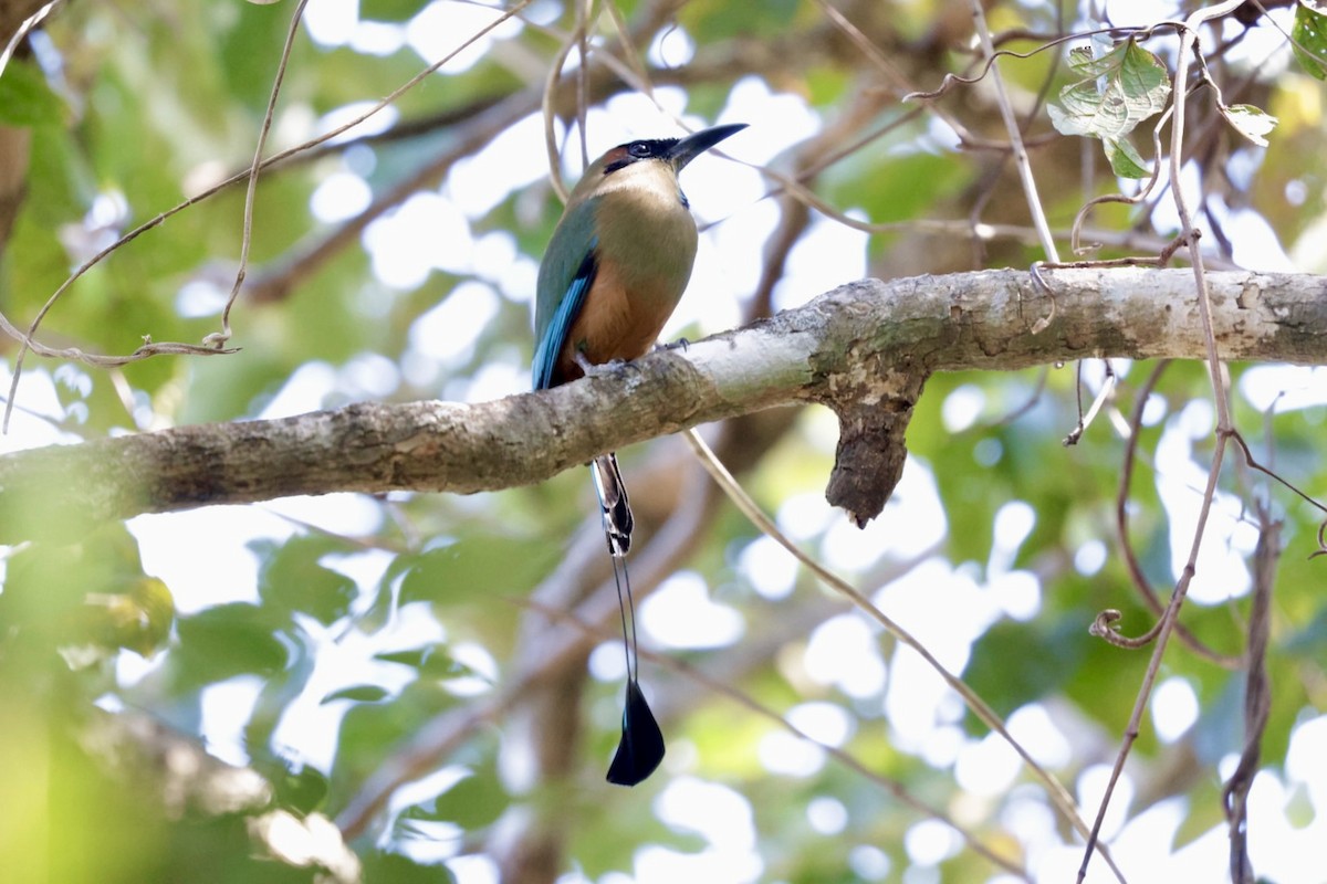 Turquoise-browed Motmot - Eric Demers