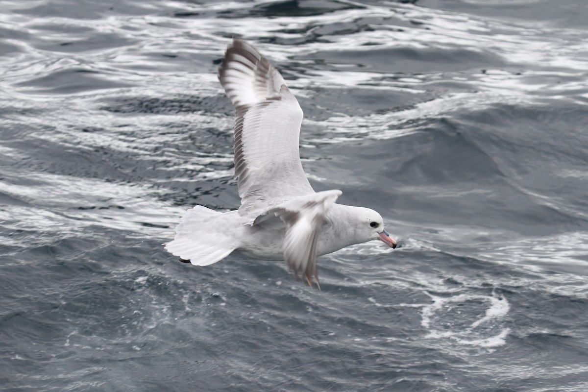 Southern Fulmar - ML615317575