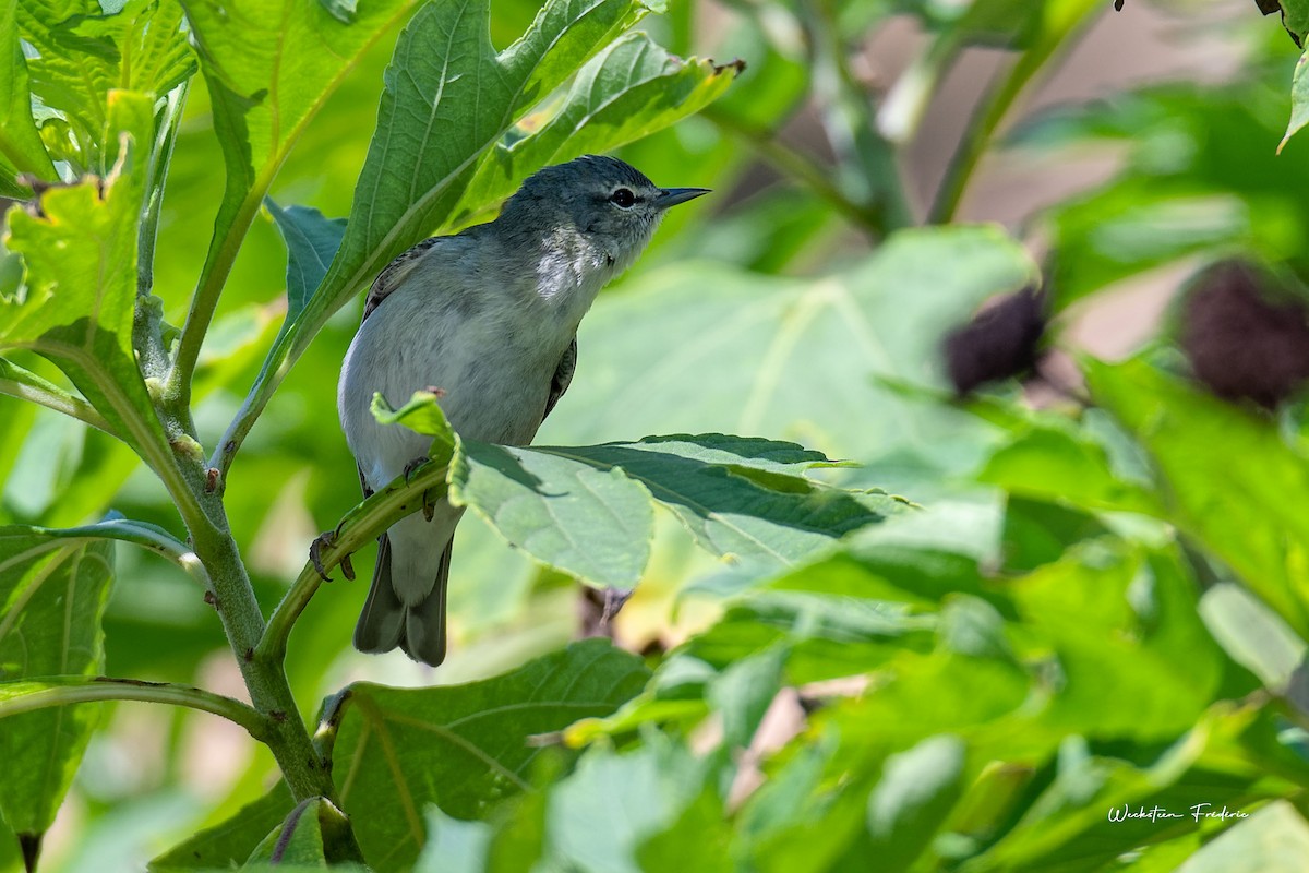 Tennessee Warbler - ML615317594