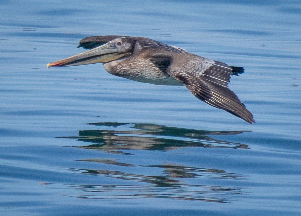 Brown Pelican - ML615317596