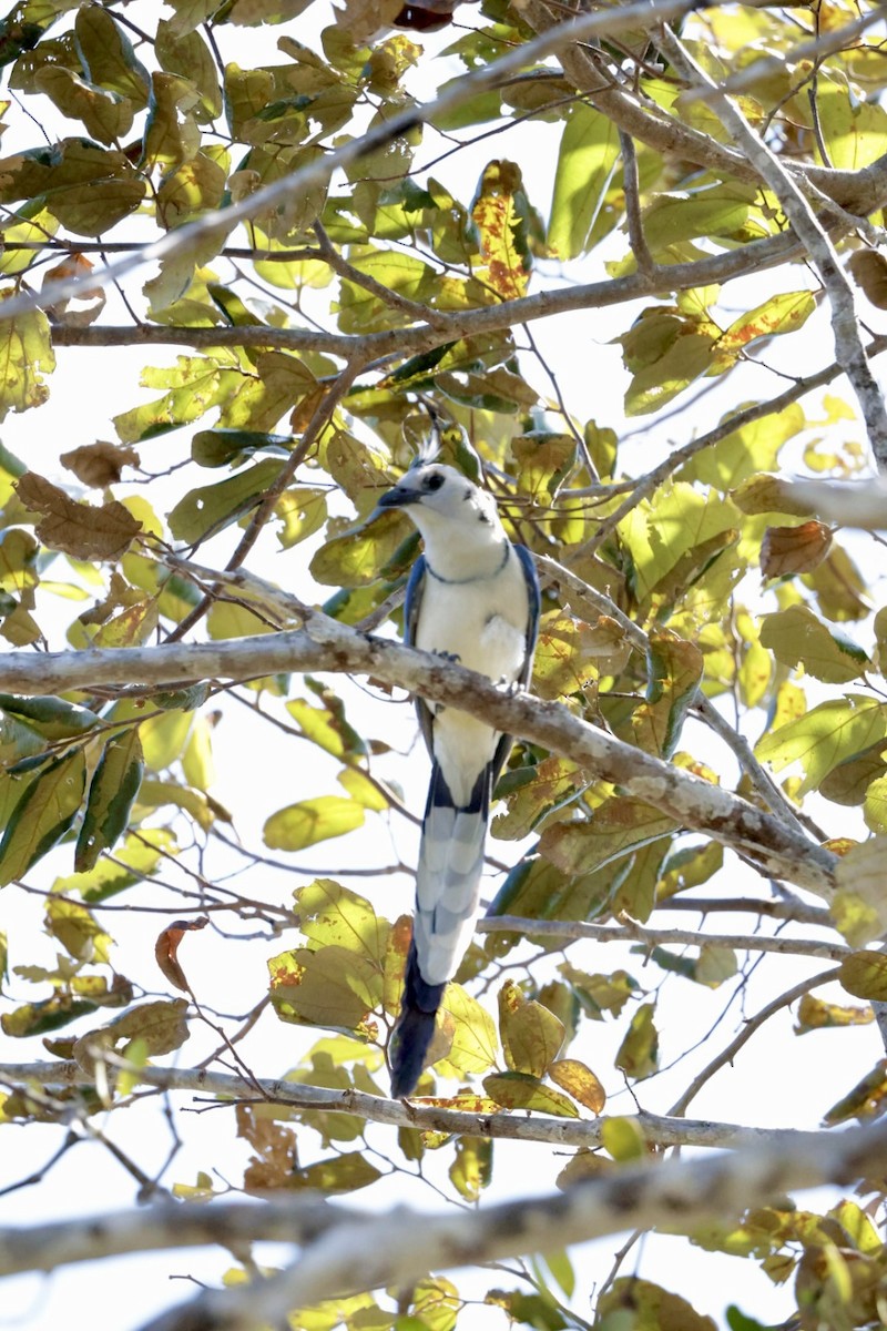 White-throated Magpie-Jay - Eric Demers