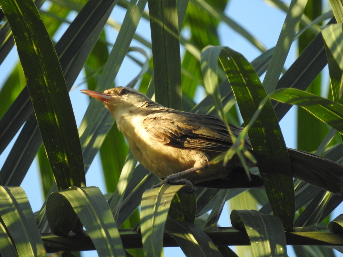 Thrush-like Wren - Daniel Garrigues