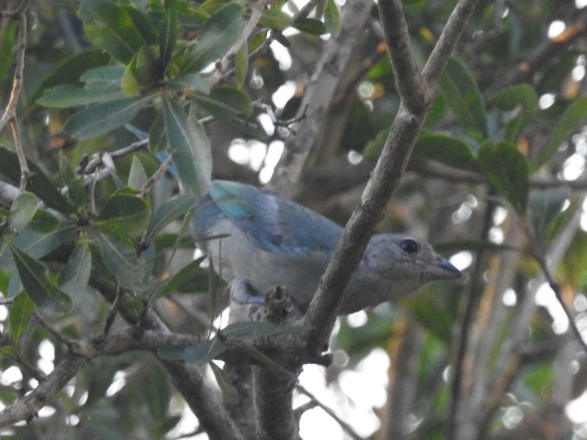 Sayaca Tanager - Daniel Garrigues