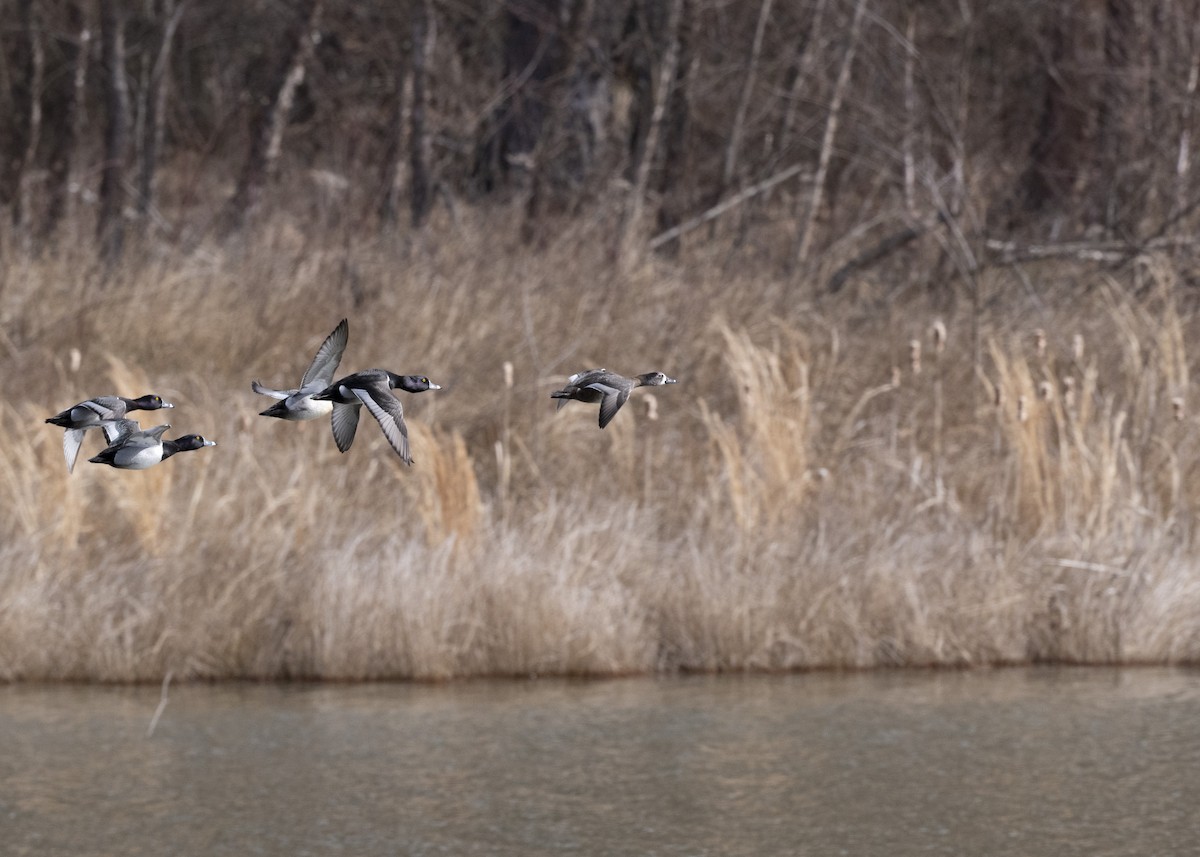 Ring-necked Duck - Laura Inglis