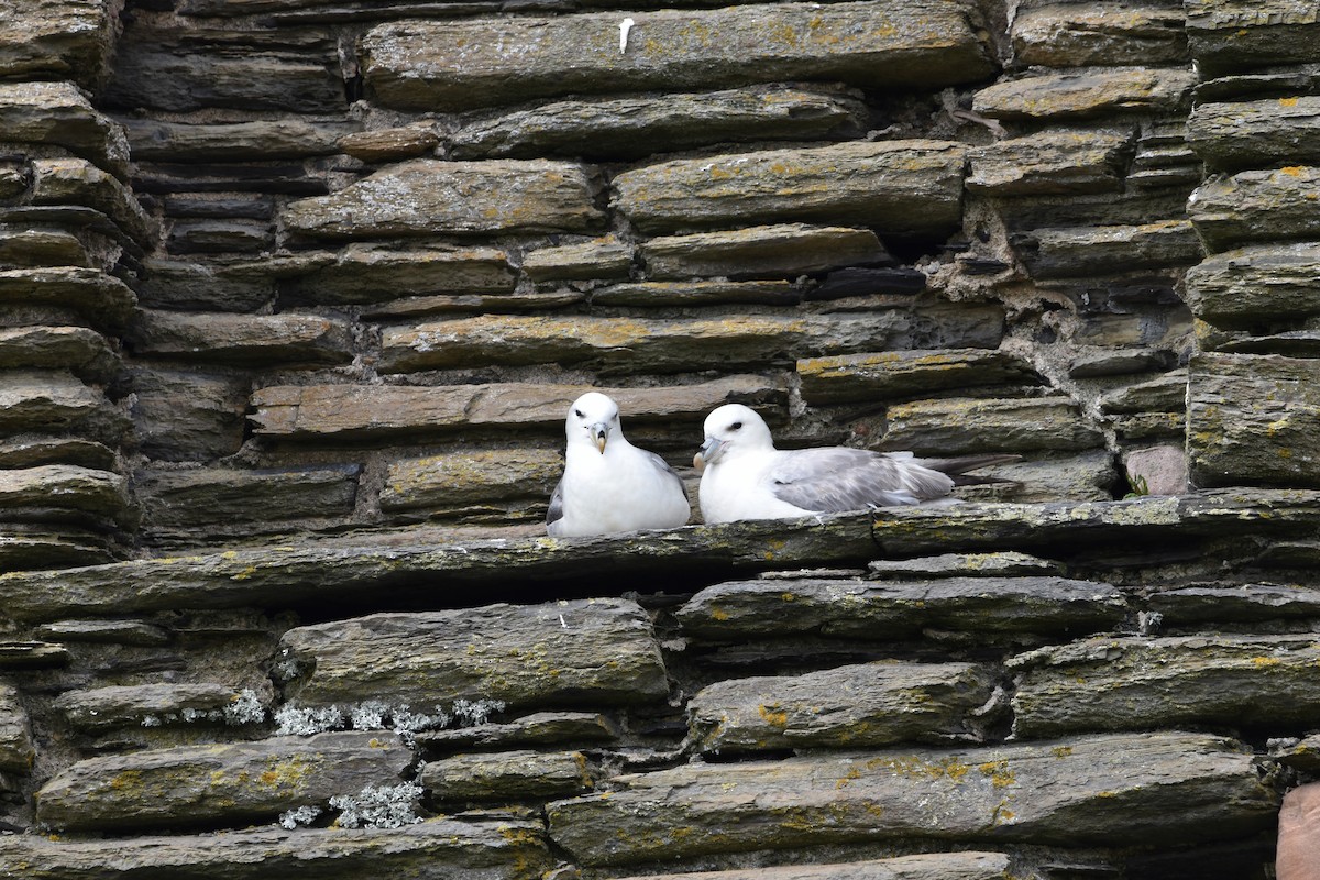 Fulmar boréal - ML615317700