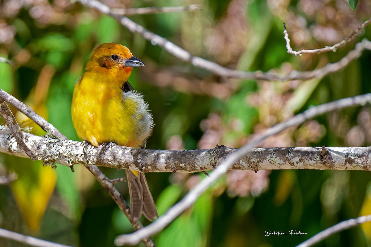 Flame-colored Tanager - Frédéric WECKSTEEN