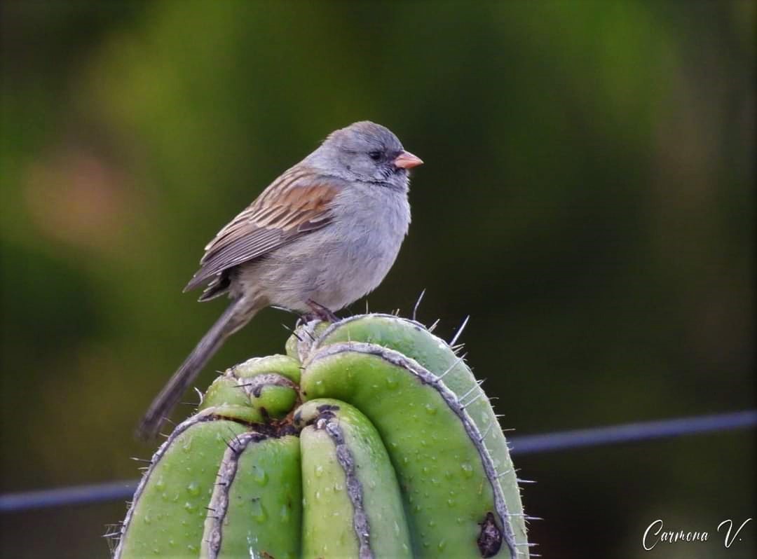 Black-chinned Sparrow - ML615317712