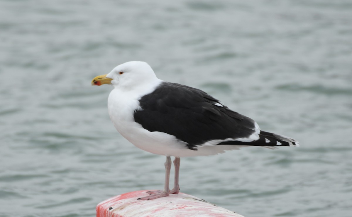 Great Black-backed Gull - Tim Schadel