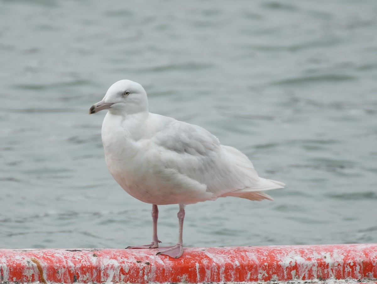 Glaucous Gull - ML615317749