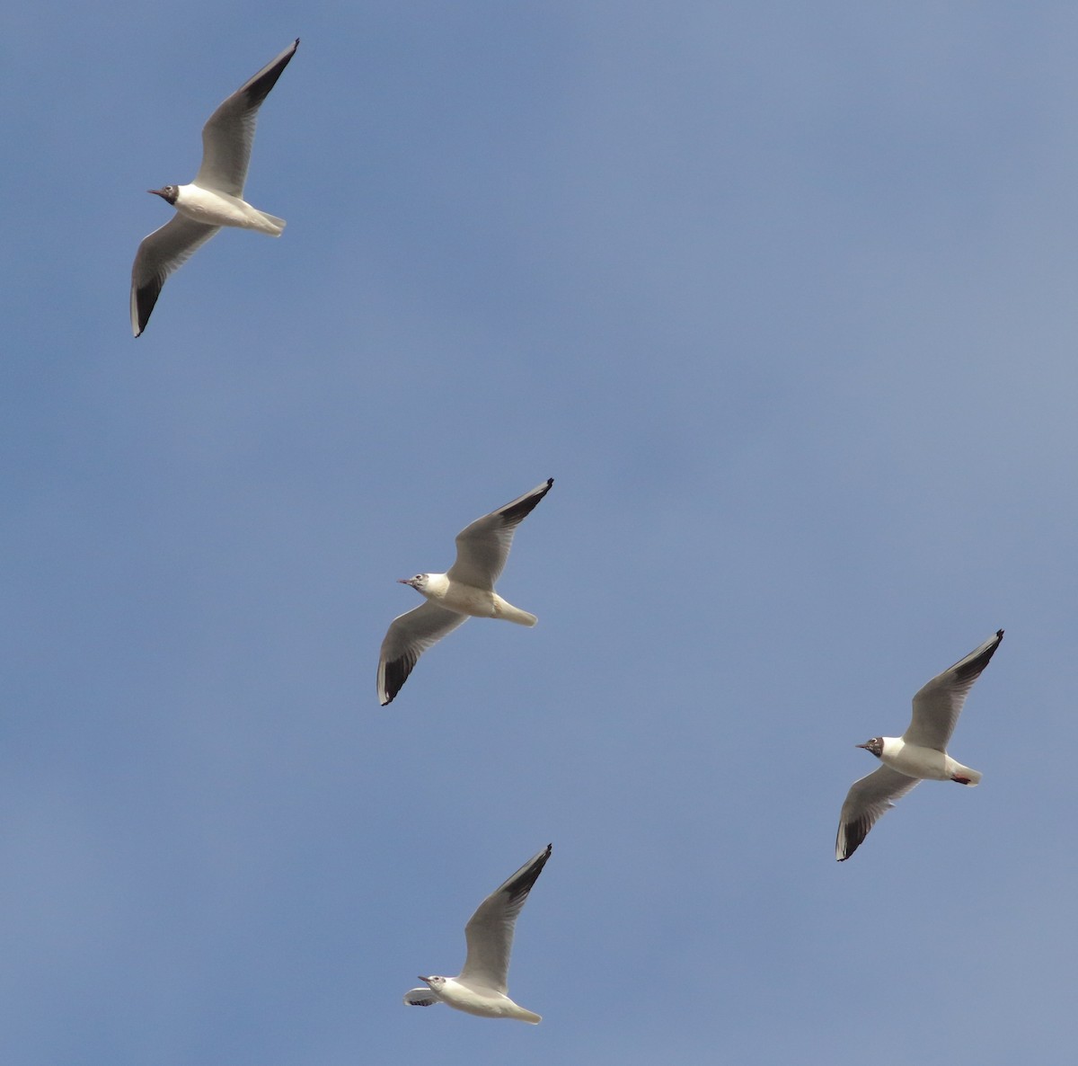 Black-headed Gull - ML615317752