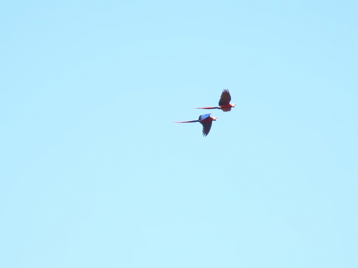 Scarlet Macaw - Sylvia Heredia