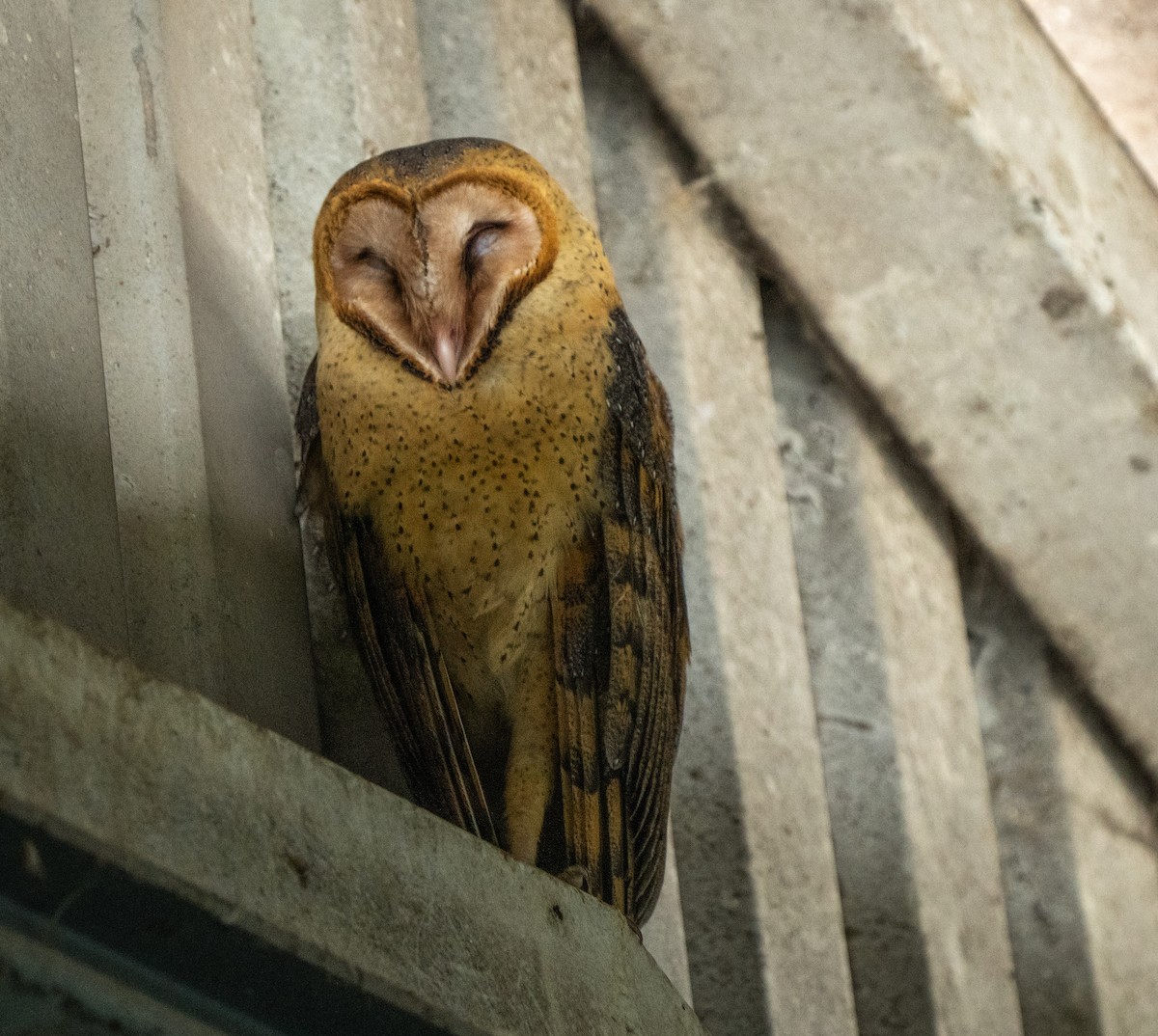 Barn Owl - ML615317817